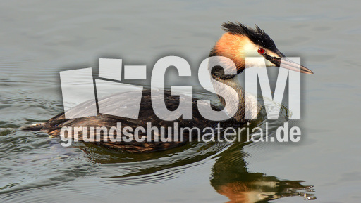 Haubentaucher (2).jpg